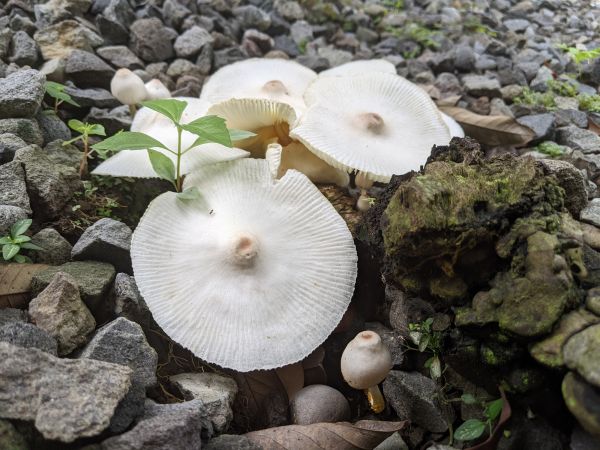 Grow your Yard Mushroom Prevention business