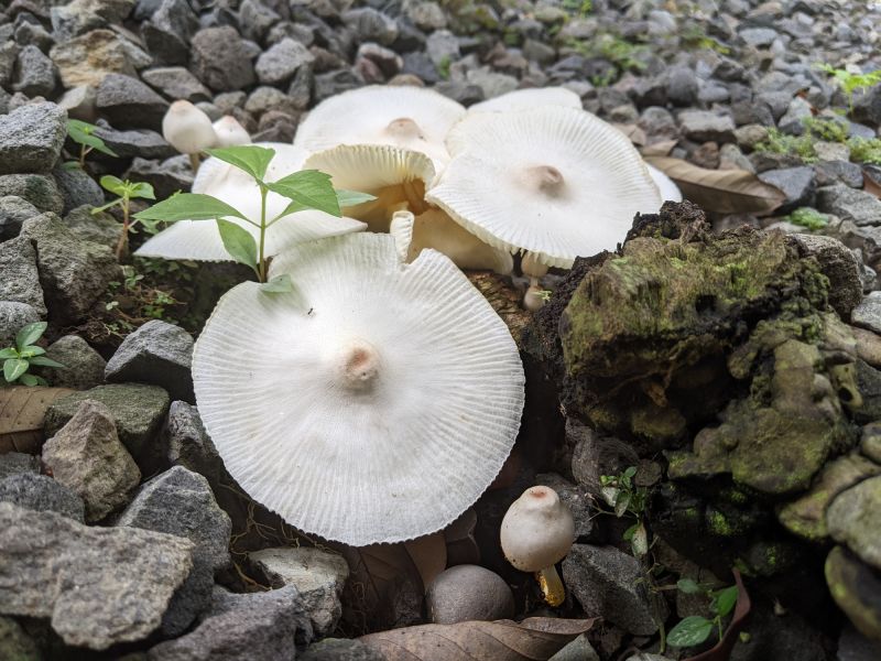 Yard Mushroom Prevention
