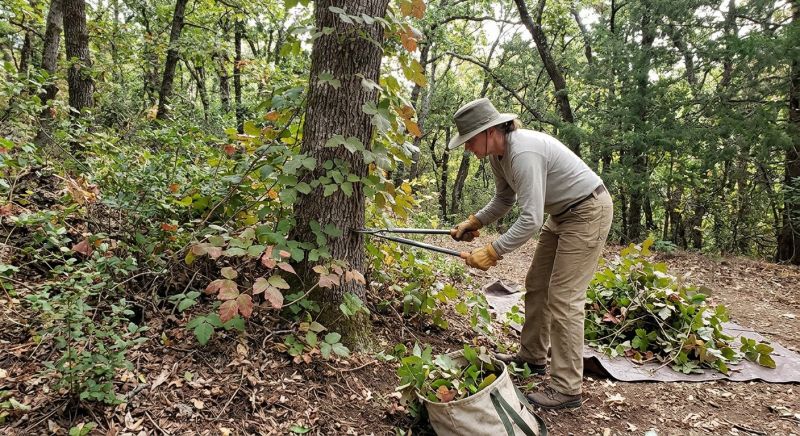 Hemlock Removal in Lancaster County, PA