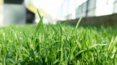 Lawn Moss Control in Honolulu, HI