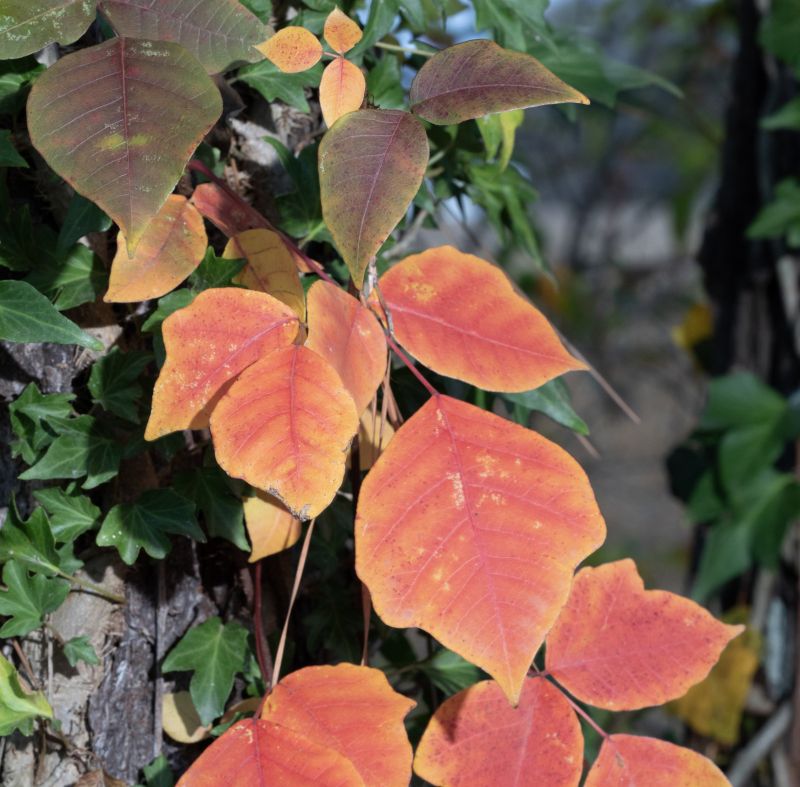 Poison Ivy Removal in West Chester, PA