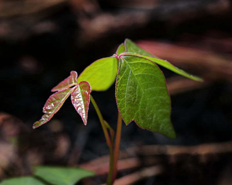 Poison Oak Removal in Newark, DE