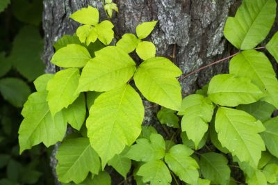 Poison Oak Removal in Lancaster County, PA