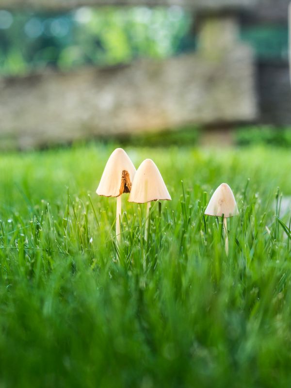 Products For Yard Mushroom Preventions in use
