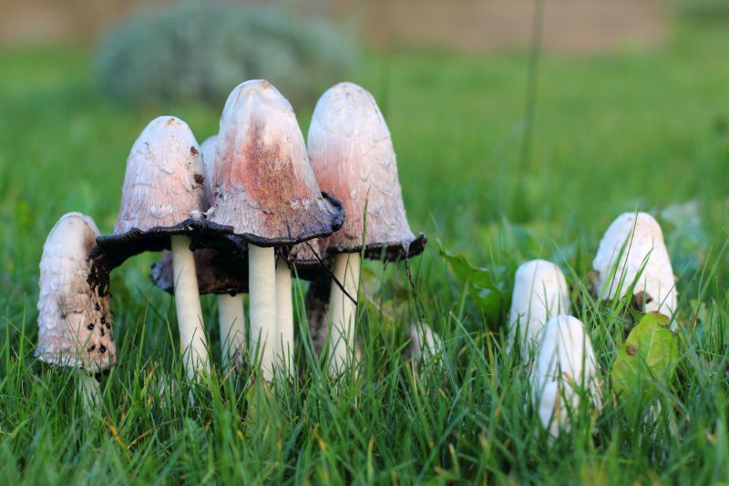 Yard Mushroom Prevention